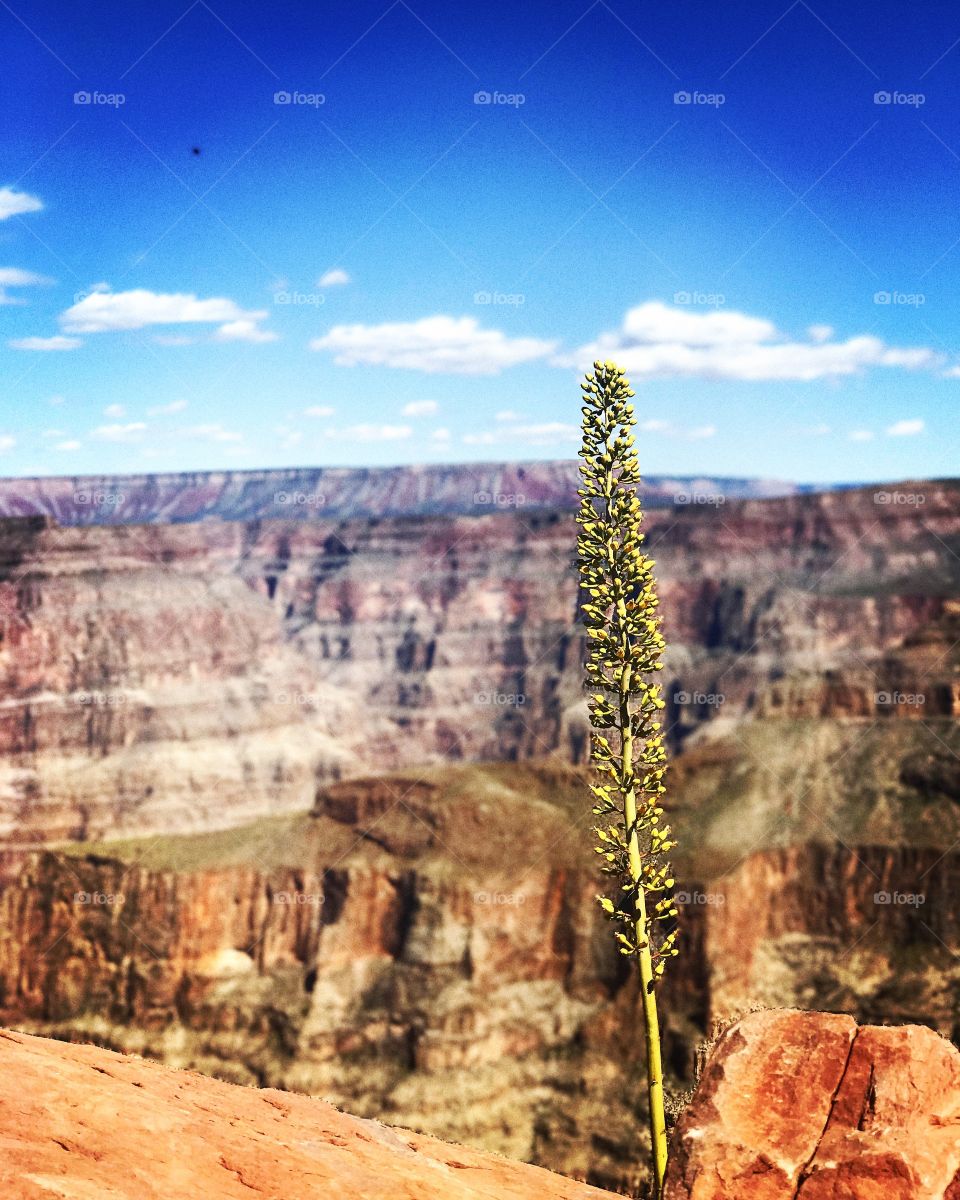 Grand Canyon plants