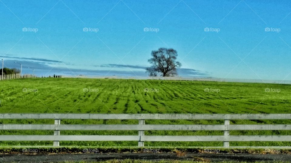 Tree in field