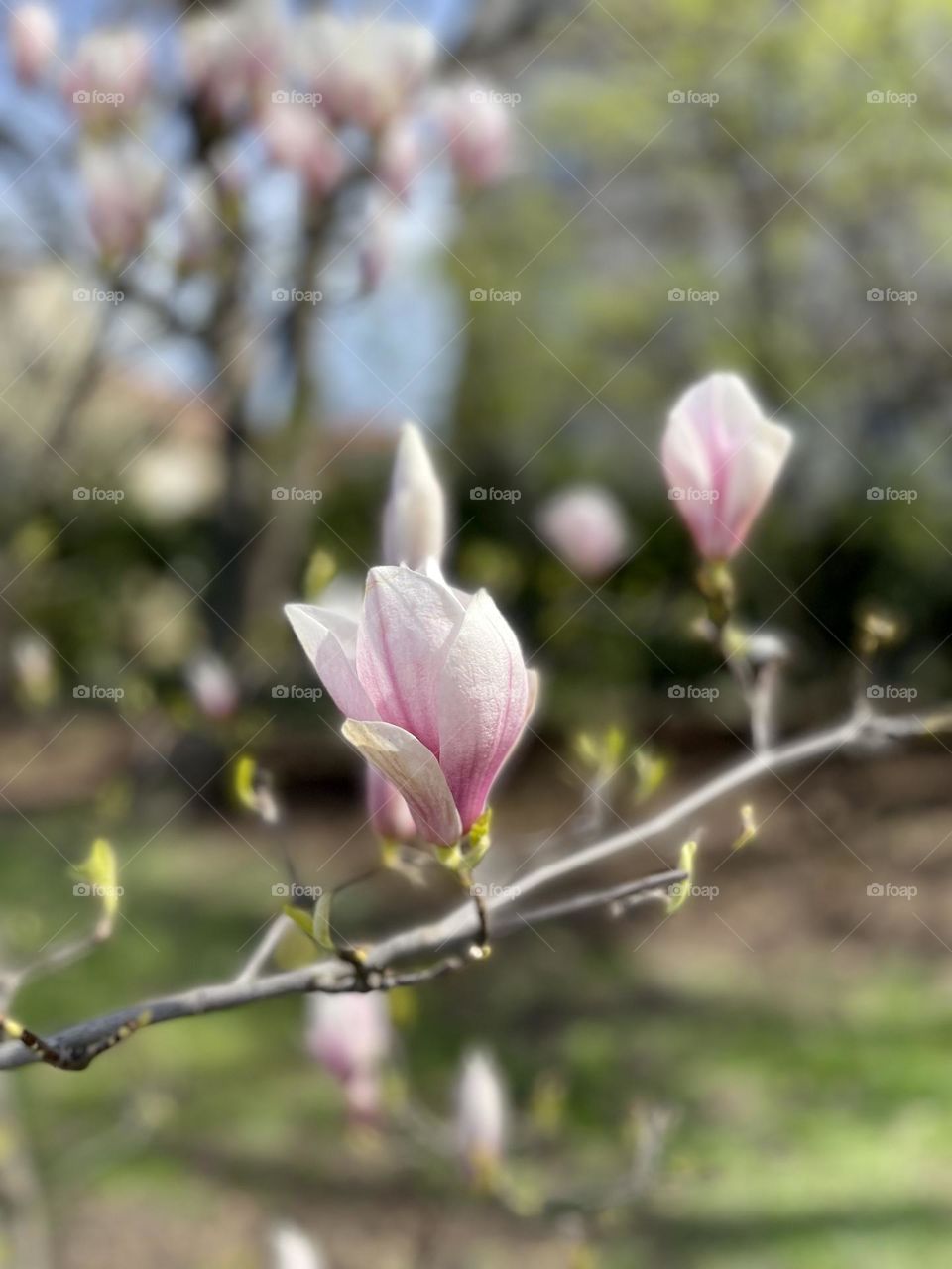 Branch of magnolia with pink flowers 