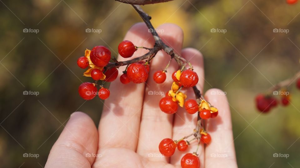 Nature, No Person, Berry, Fruit, Food