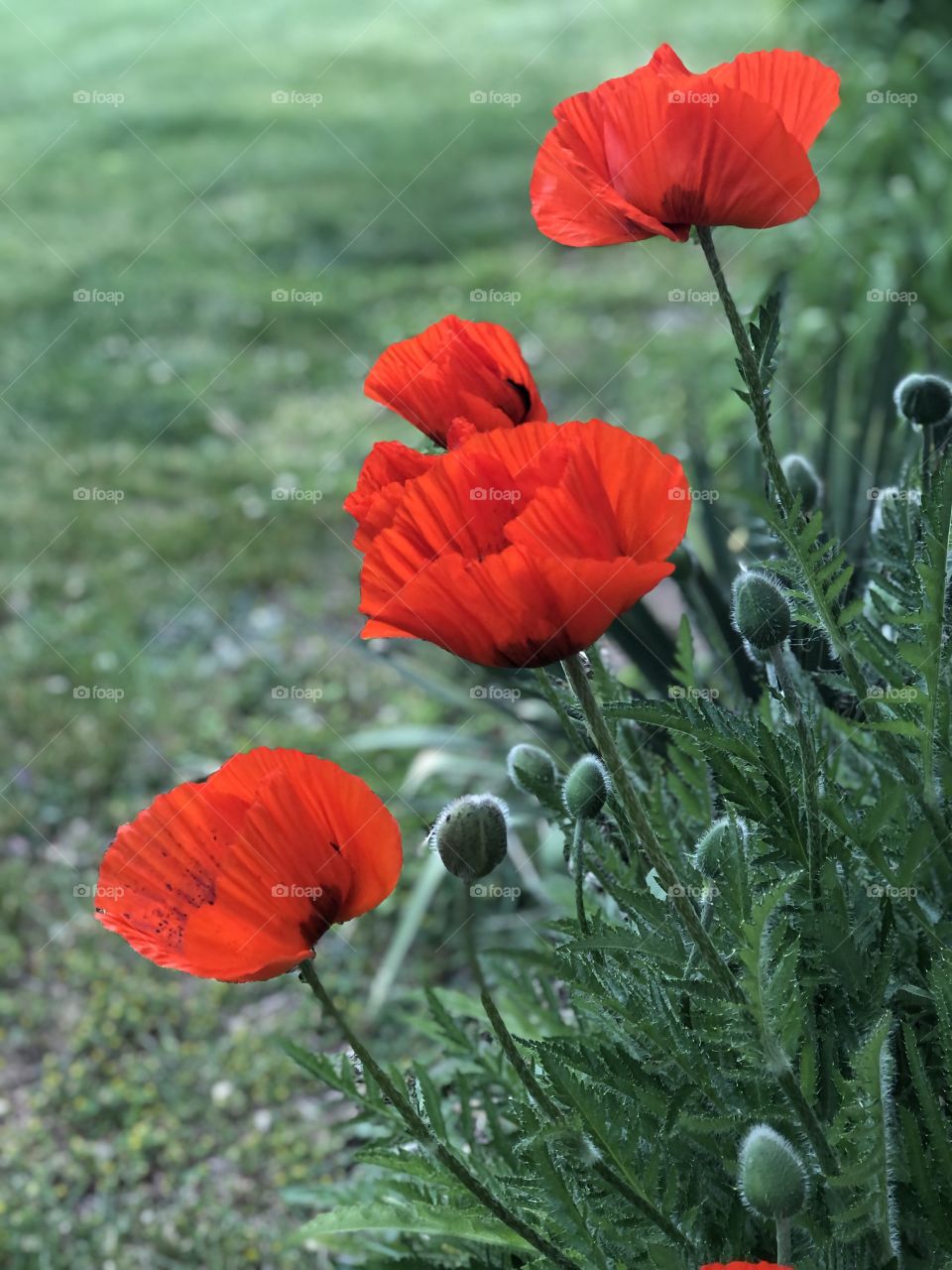 Poppies in bloom