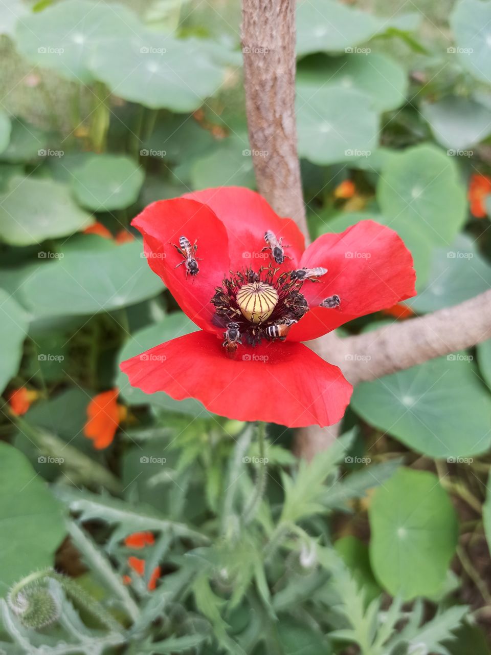 mobile click/ opium poppy/ bees collecting pollen from red poppy flower