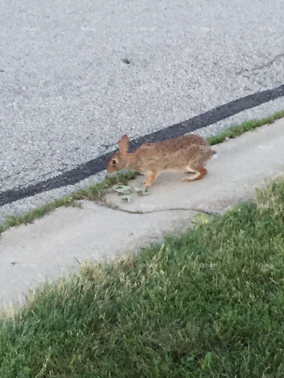 Bunny standing . A bunny standing ready to take off.