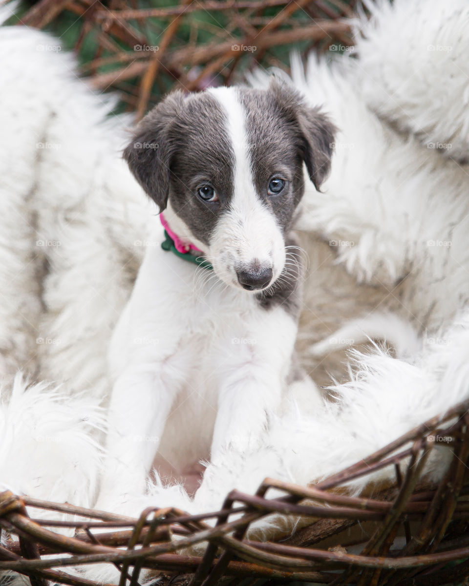 Adorable little blue plated puppy looking right at you in a basket with with furry blankets