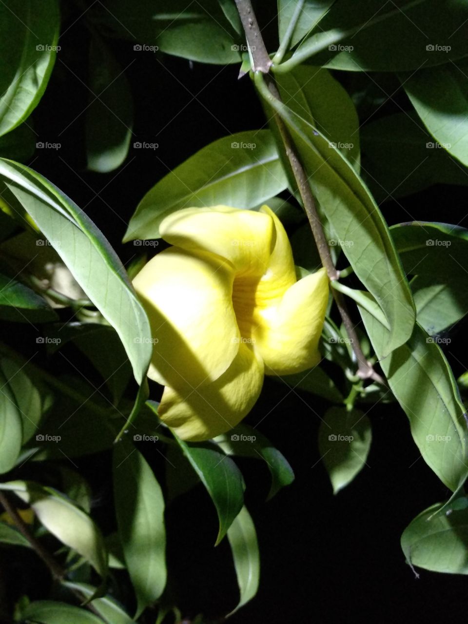 Golok কোলে flower