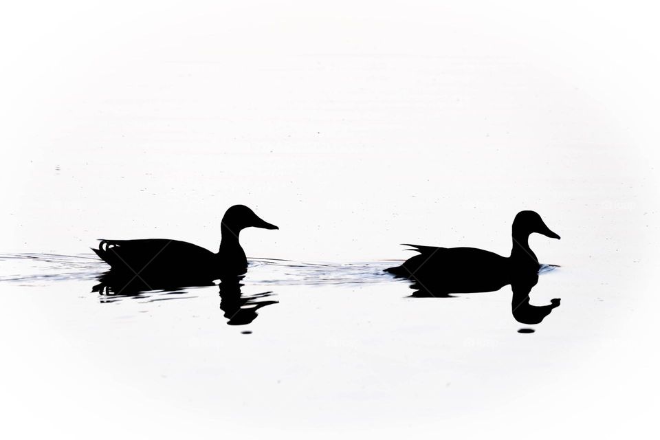 Silhouettes of a Mallard couple on the pond. Raleigh, North Carolina. 