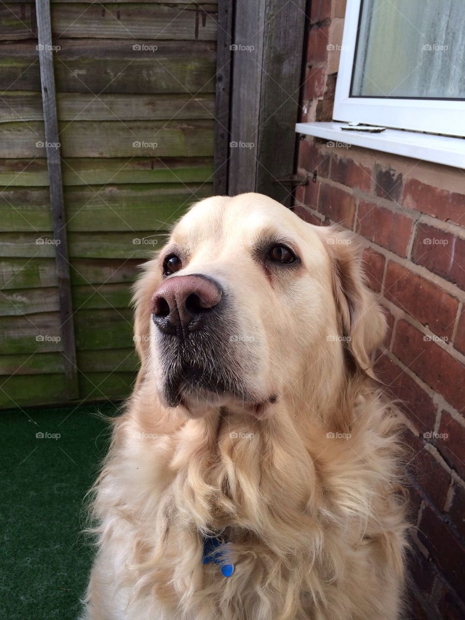 Nocas - Golden Retriever