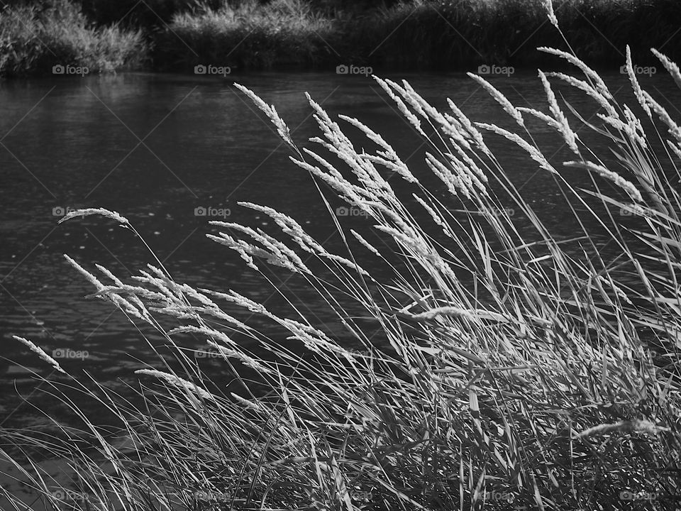 The serene Deschutes River in Central Oregon on a sunny summer day. 