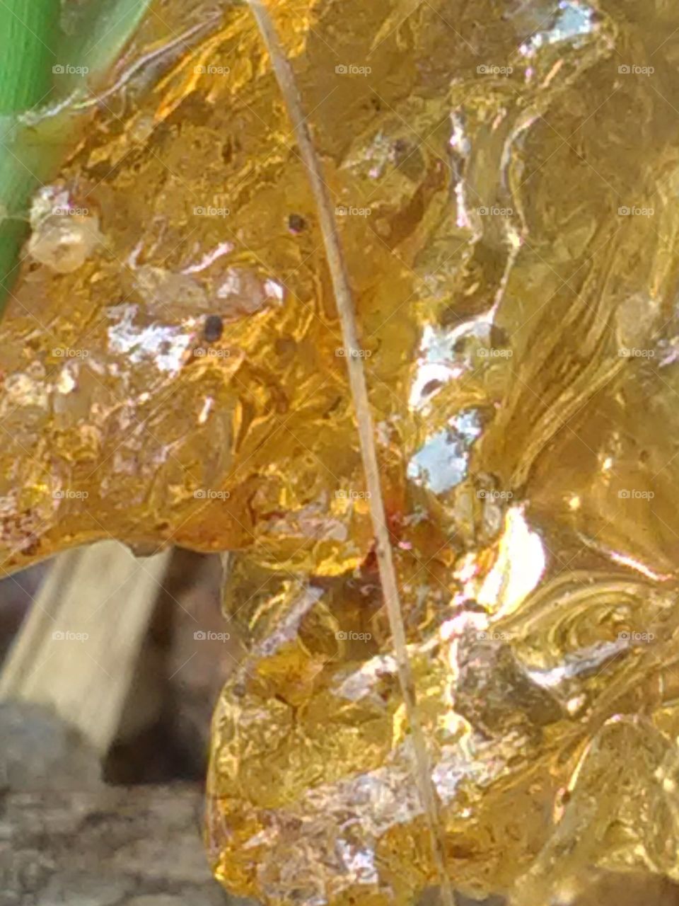 Dried gum hanging from four trees