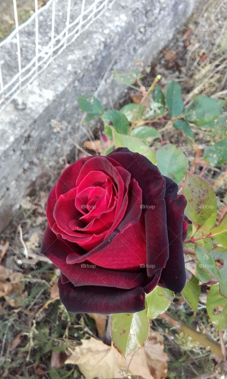 Rose d'amour