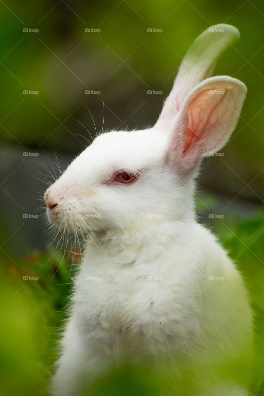 Cute White Bunny