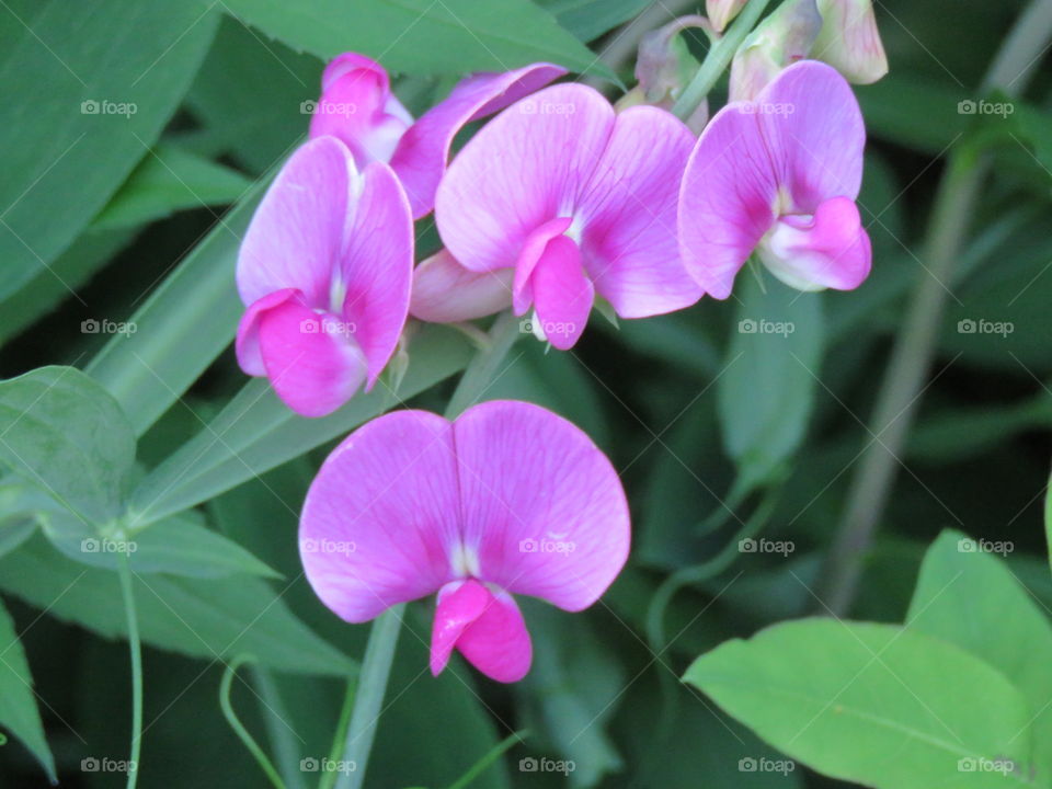 Wild Sweet Pea flowers get a close up.