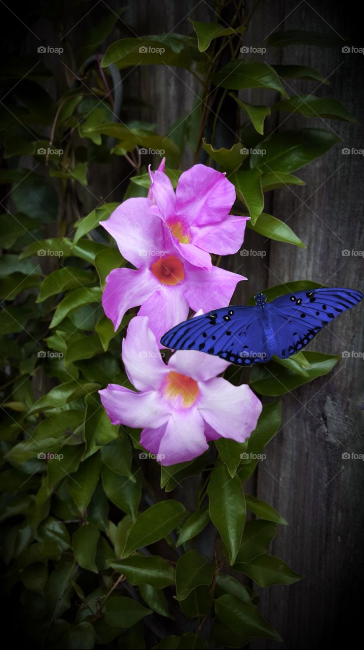 butterfly flowers