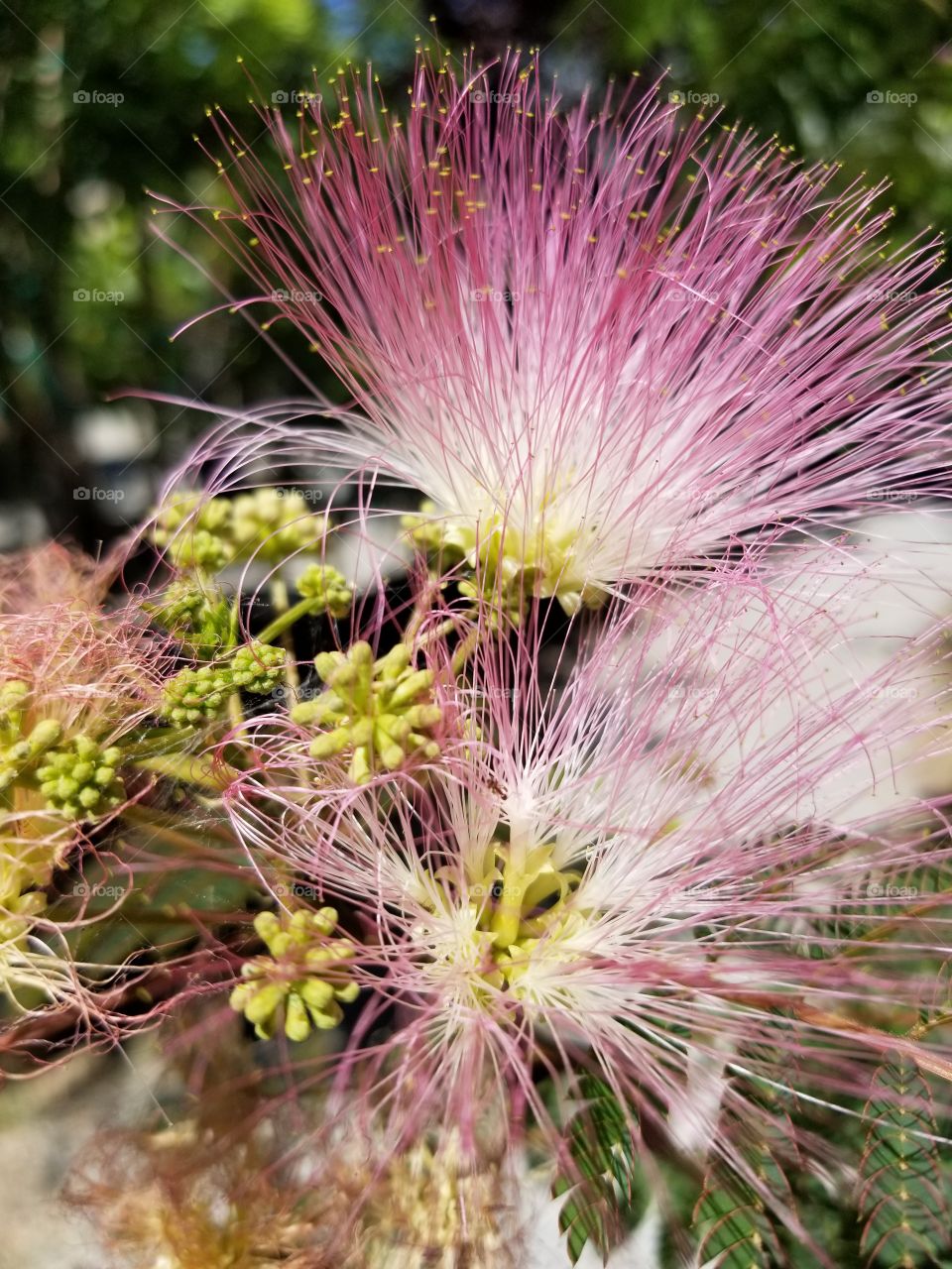 pink spiky flowers
