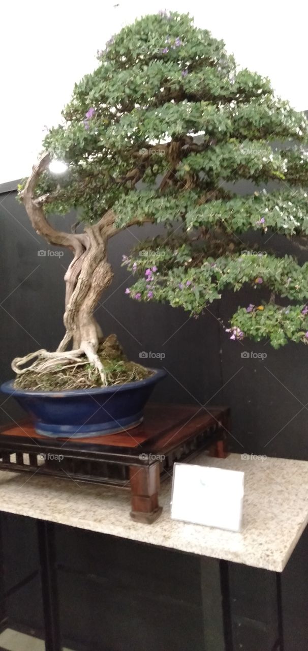 philippines bonsei