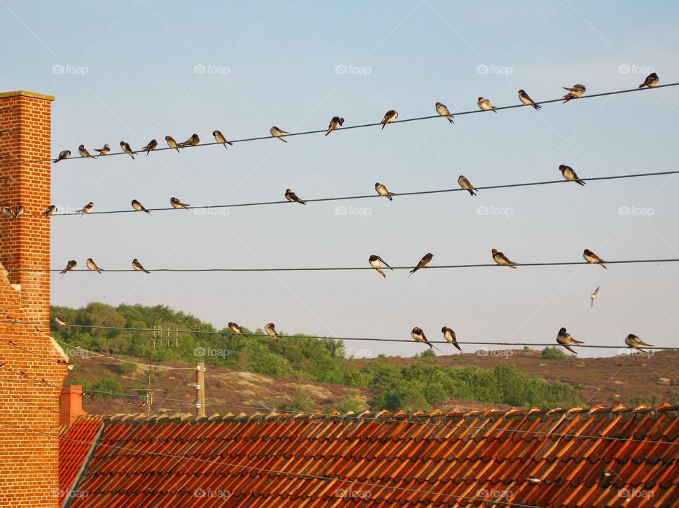 swallows on power lines