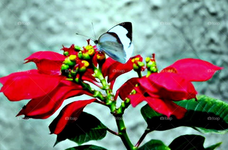 Borboleta e flor