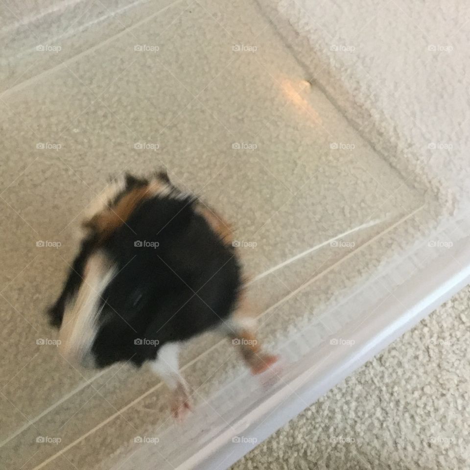 Mammal, No Person, One, Pet, Dog