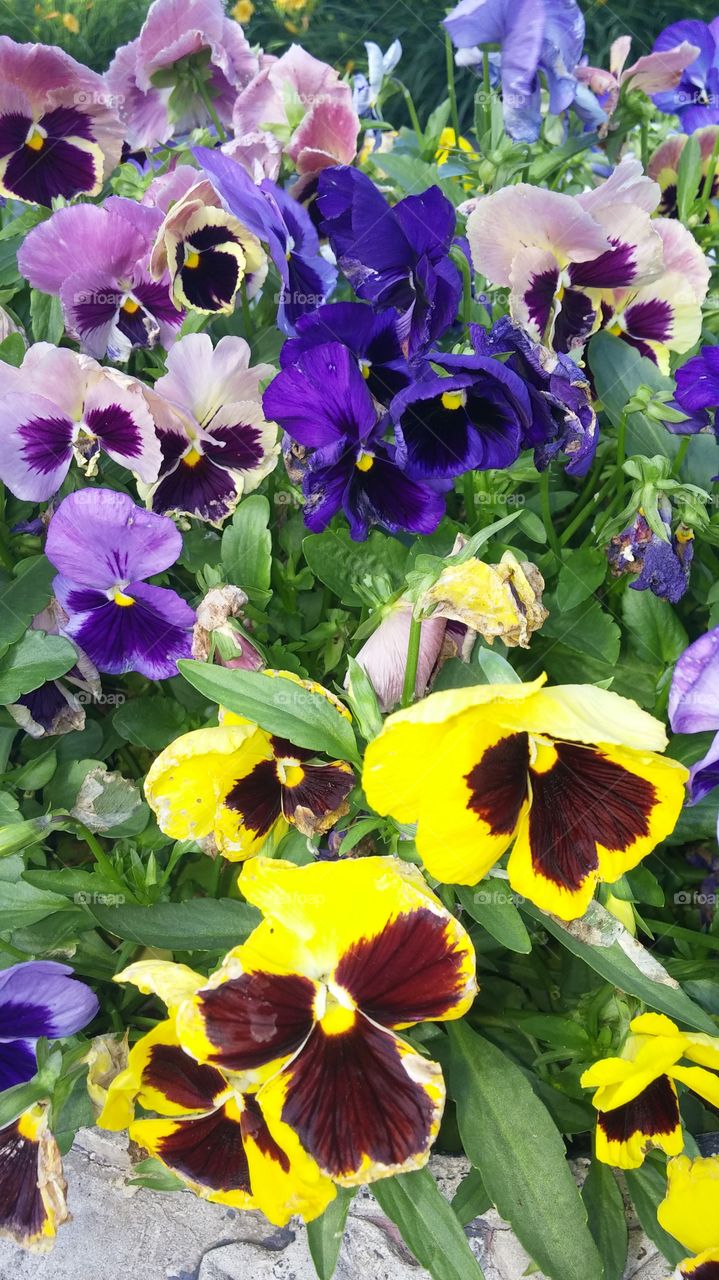 Pansies