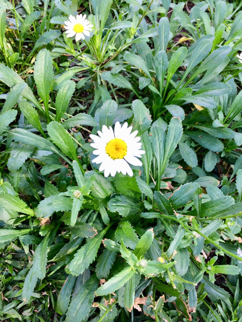 Mini daisies