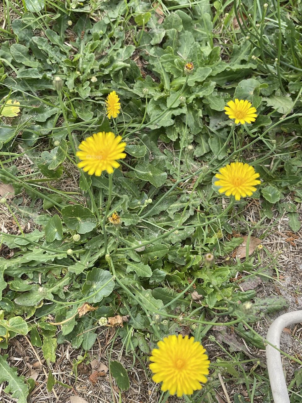 Wild Dandelions growing during Spring surrounded by Greenery. 