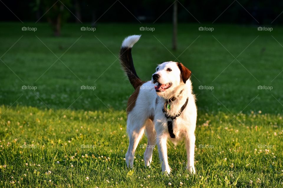 Beautiful terrier hound mixed breed dog playing in field of grass in summer evening sunlight 