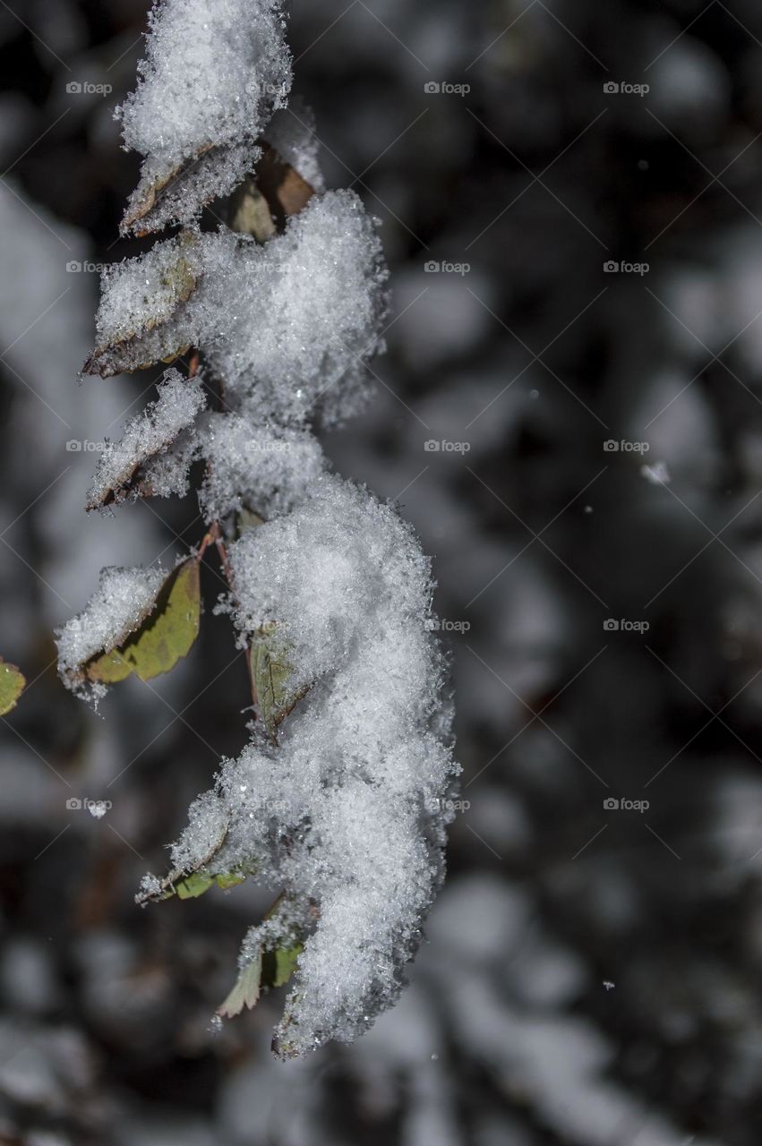 Twig with leaves under the snow.