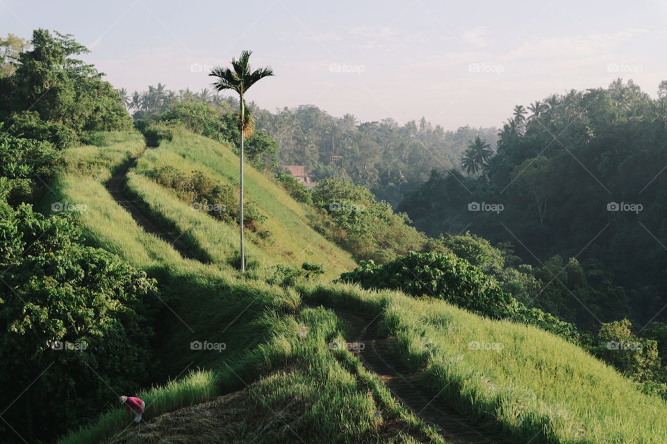 Landscape, Tree, Nature, No Person, Hill