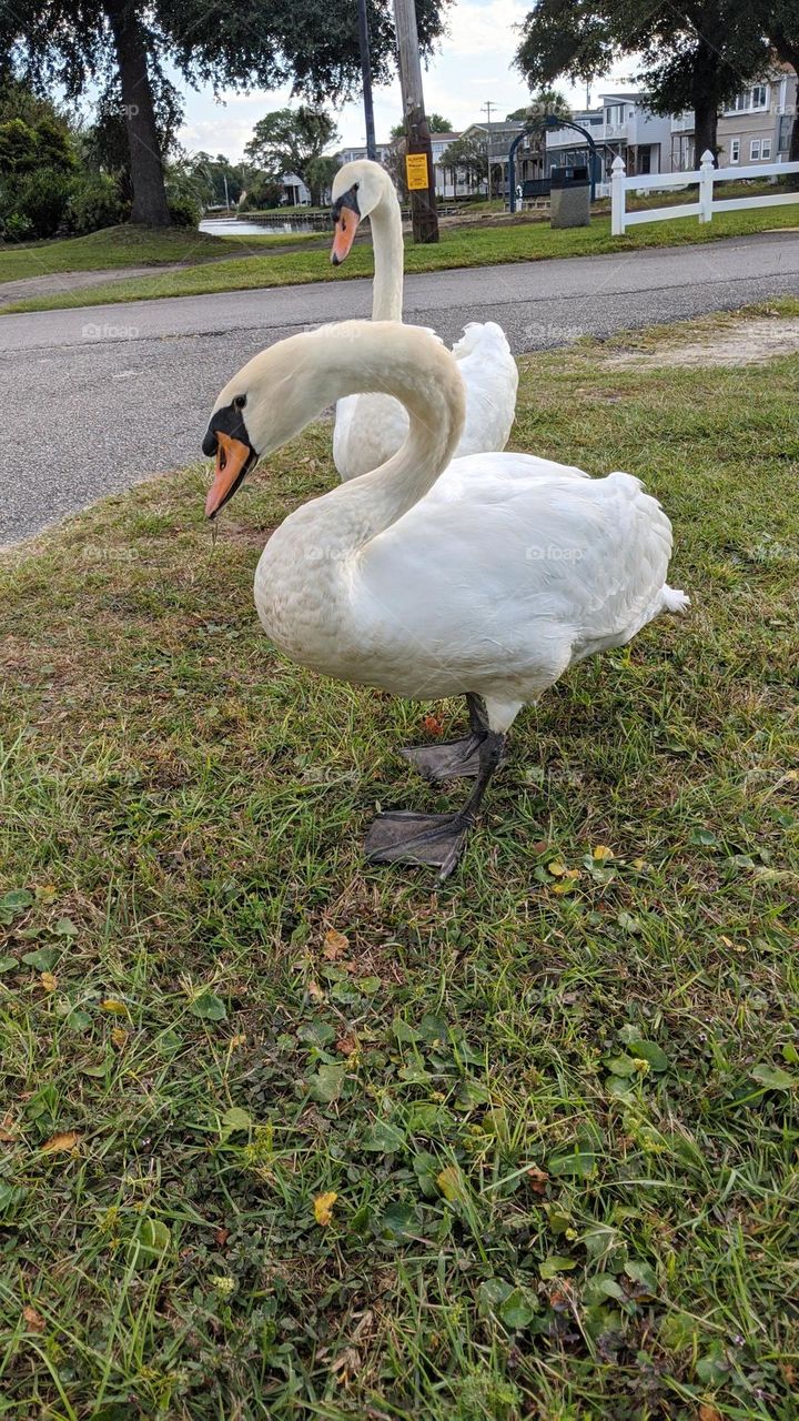 neighborhood swan