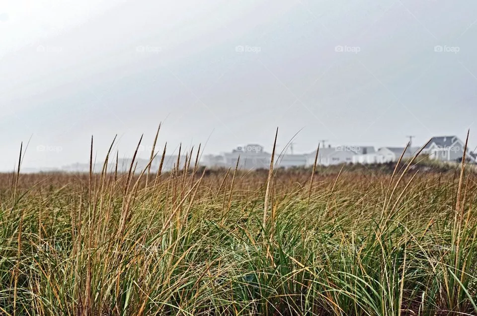 Sea grass