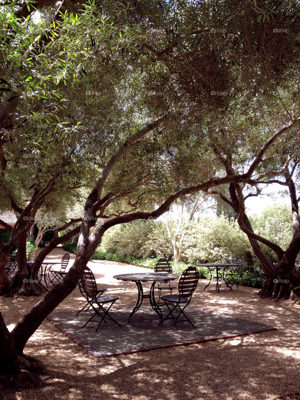 vineyard tree california olive by kumi