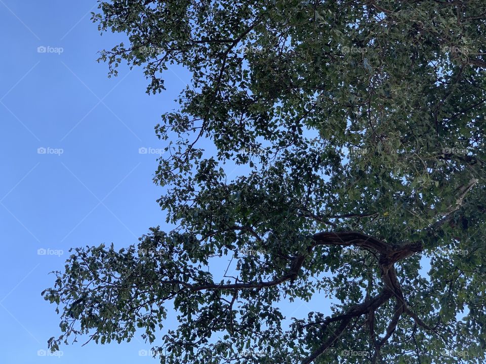 Blue sky portrait by a tree 