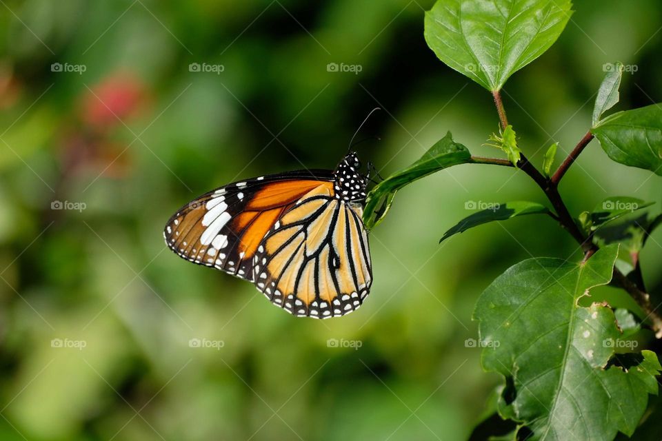 butterfly in the leaves