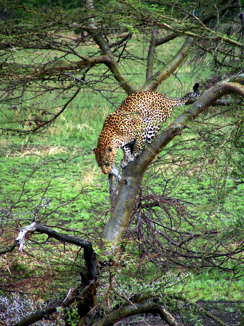 Leopard on a tree, Serengeti national park, Tanzania