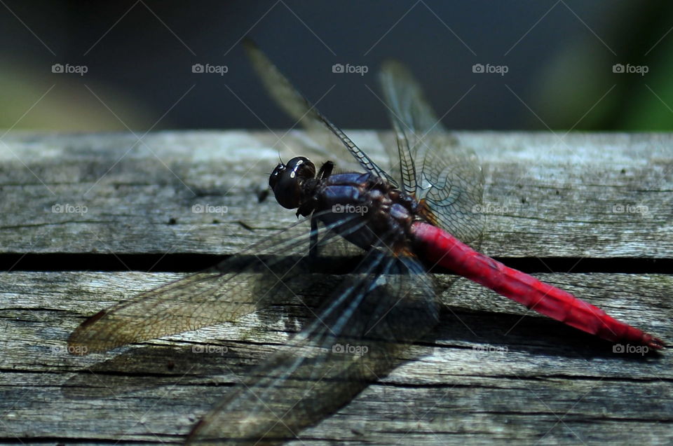 dragonfly on wood