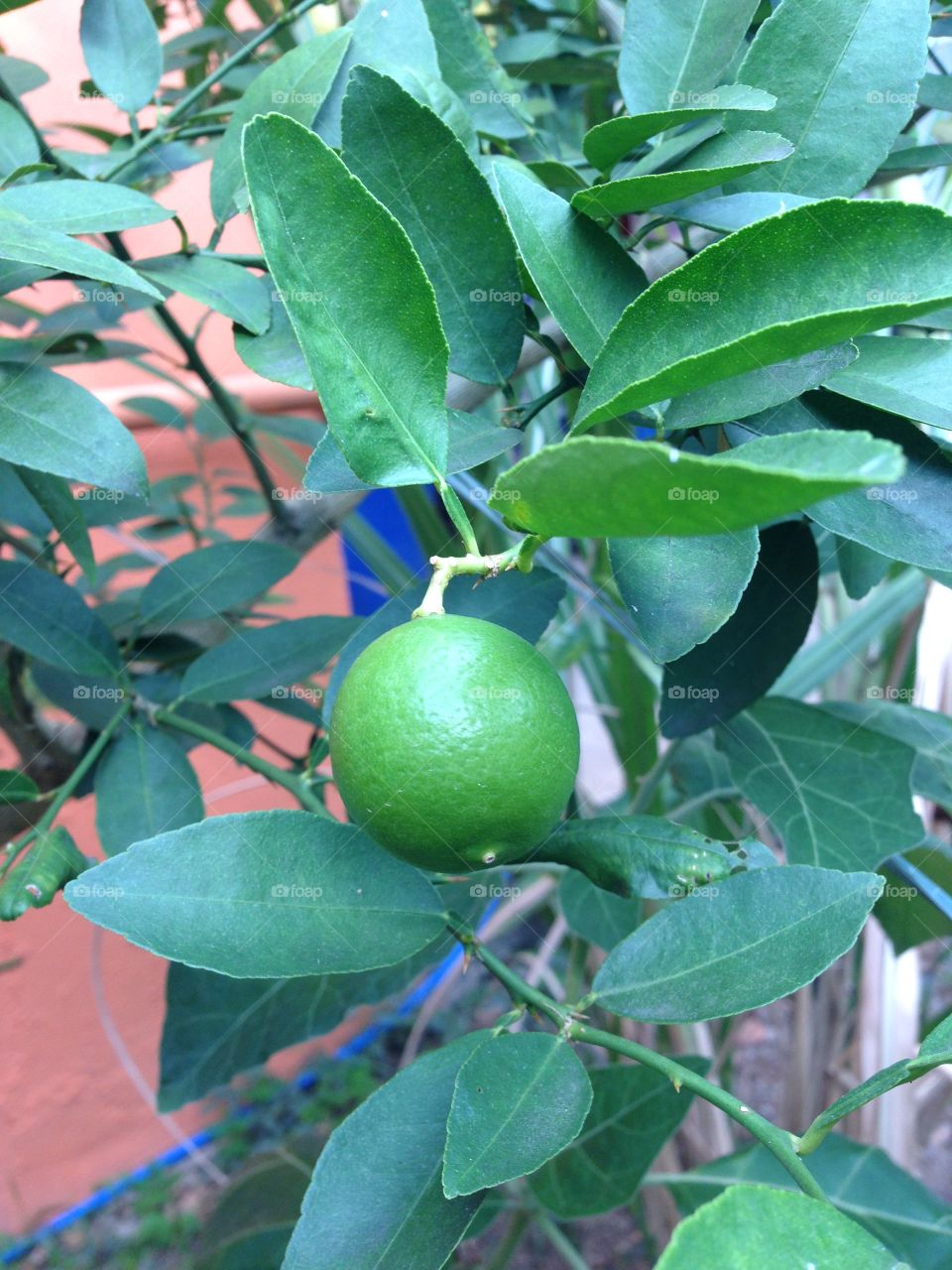 Look this lemon,It's so beautiful and gracious,I love nature,and animals I love too like my bird Julian =D