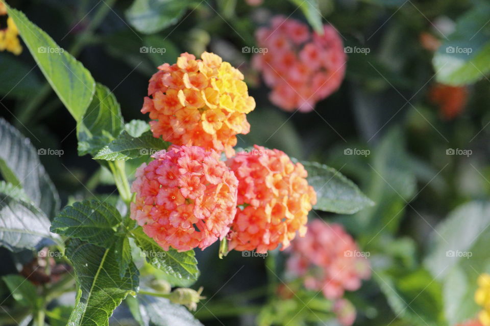 unique colorful flowers, nature's beauty, flowers, colors, in the garden of the state capitol in Sacramento California