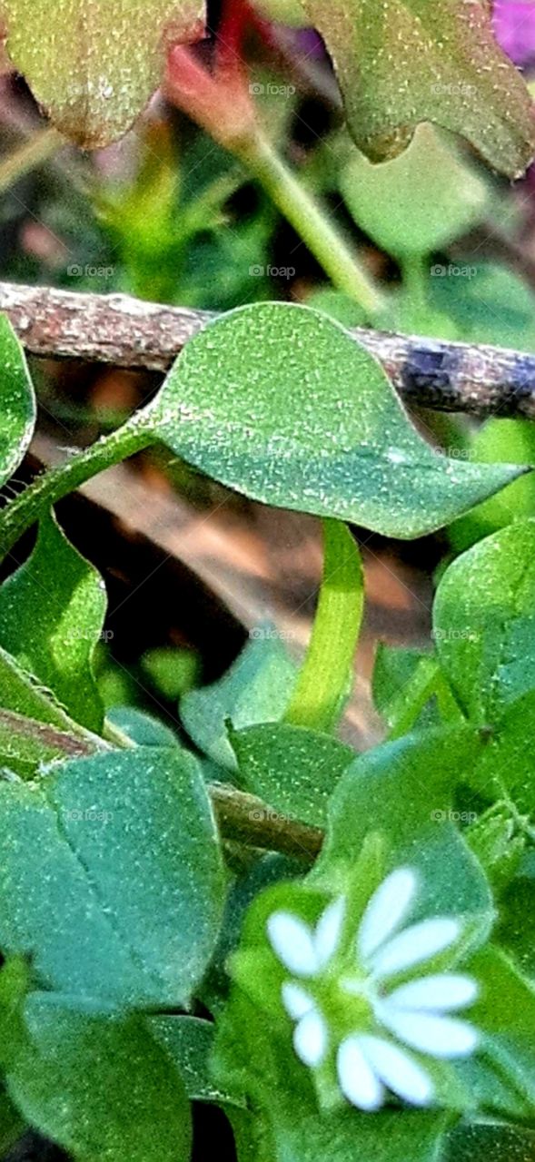 leaves covered in pollen in late February