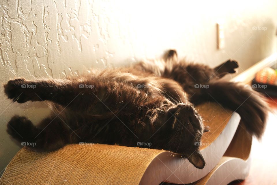 My cat relaxing on his cat scratcher.