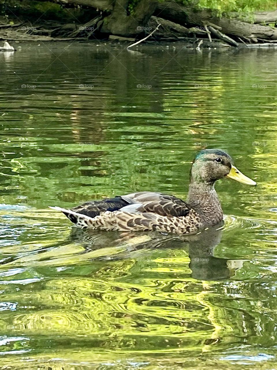 Duck on the River 