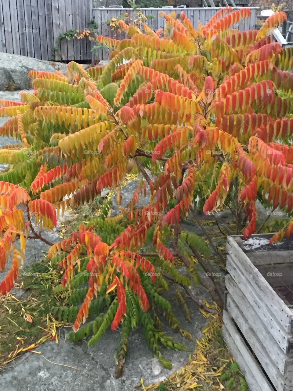 Rhus typhina