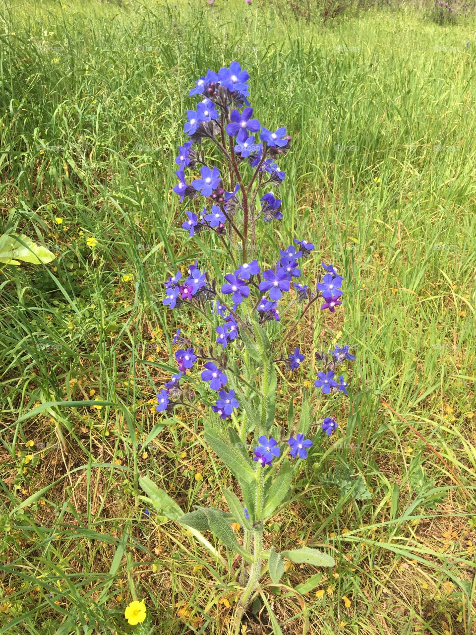 Wild blue borage