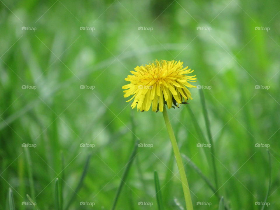 Dandelion