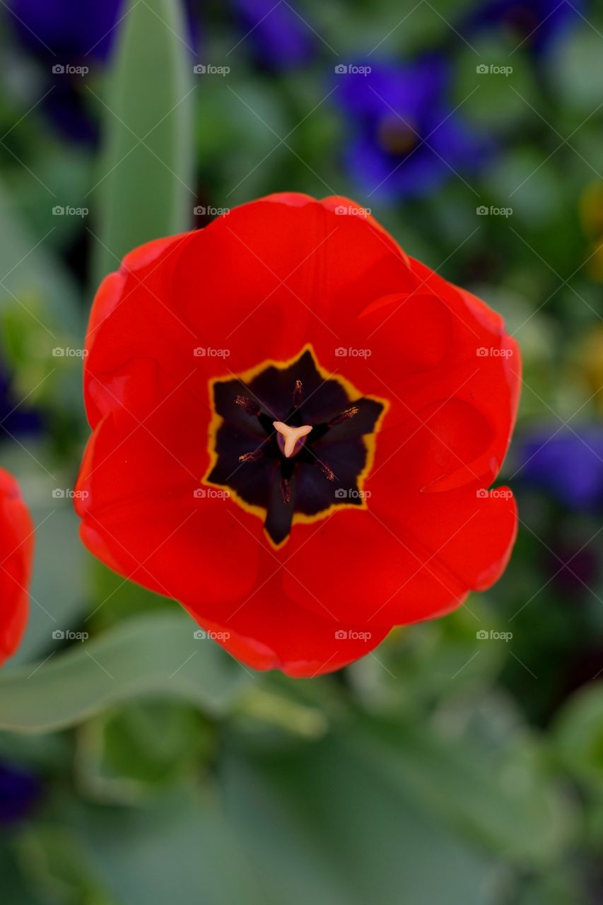red tulip