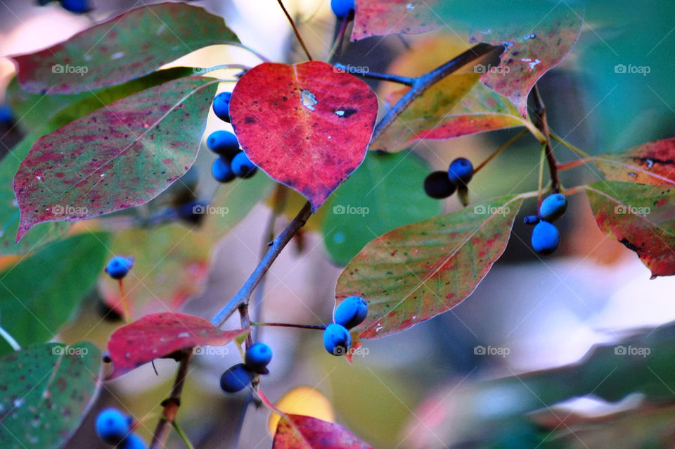 flowers flora flower outdoors by refocusphoto