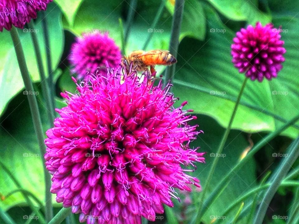 Garden. Nature