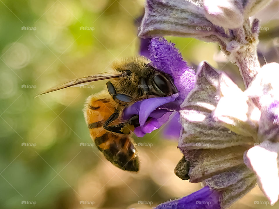 Honeybee pollinating a purple mystic spires flower