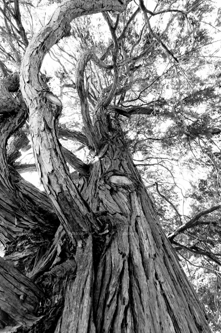 Alter Baum in Schwarzweiß