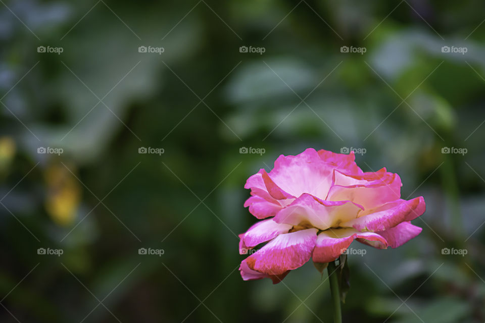 Pink flower or Rosa hybrida Bright colors in garden.