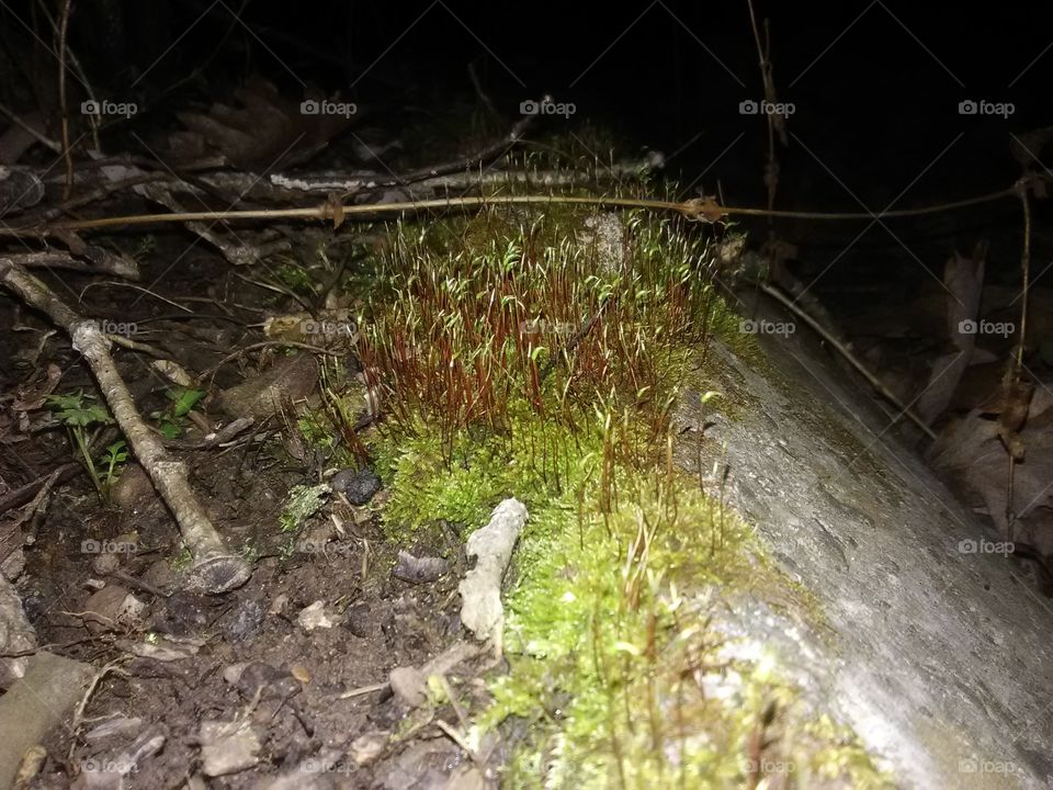 Moss at night
